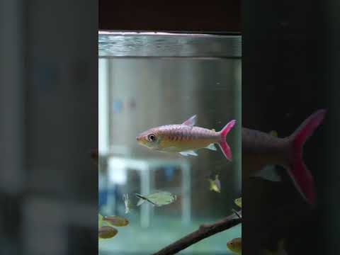 Do you prefer big or small aquarium fish? #shorts