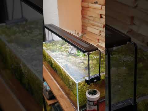 GREEN WITH ENVY 🌿 Fluval Plant 4.0 LEDs #shorts