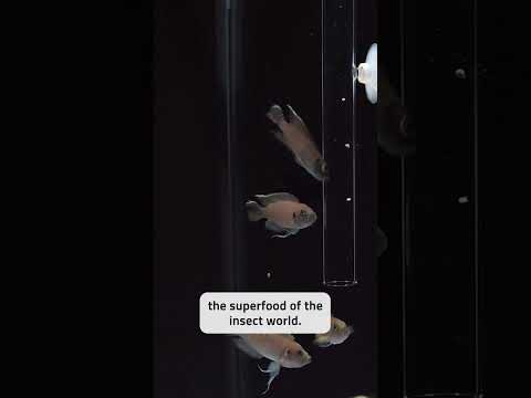 There’s Bugs In Our Fish Food?! 🪳 #shorts