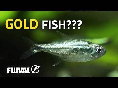 Altered by Infection: The Science Behind “Gold” Fish