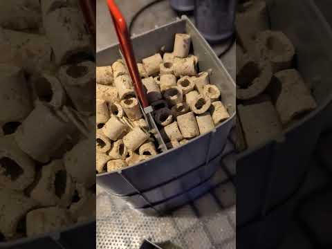 There’s ancient animals in our reef tank?! #shorts