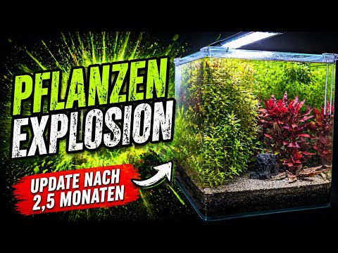 Pflanzenexplosion im “Dirted” 30er | 03