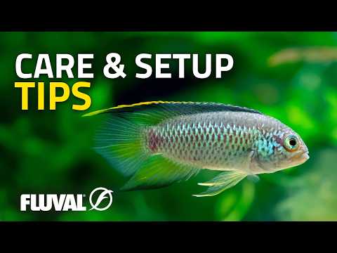 Exploring Dwarf Cichlid Diversity | Part 1: South America