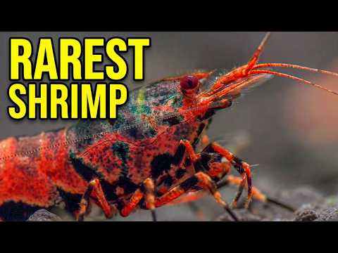 CARIDINA SHRIMP So Rare Most People Will Never See Them
