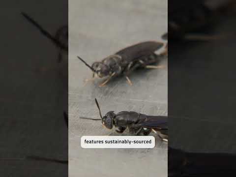 Bug-Based Fish Food?! Here’s Why It Works 🐠🦟 #shorts
