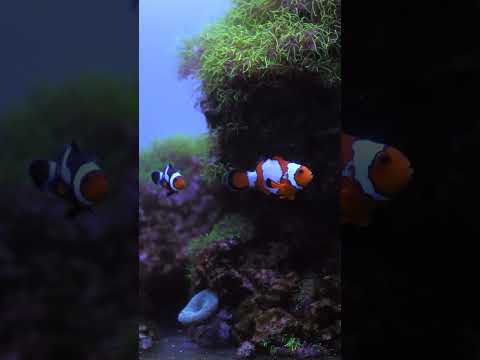 Which of these clownfish do you like the most? 👀 #shorts