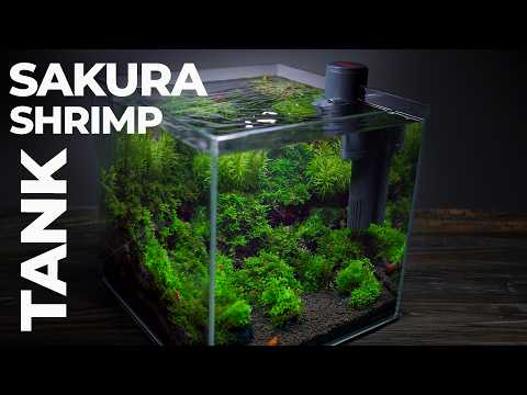 Life Inside a Red Sakura Shrimp Tank