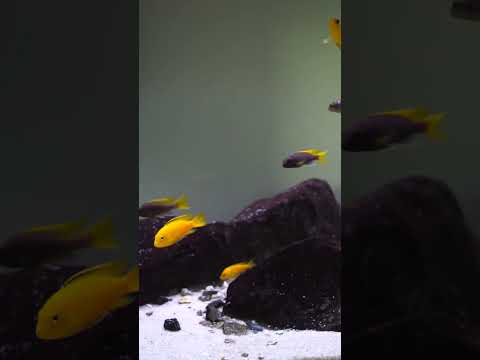The colors of these African cichlids are incredible! 😲 #shorts