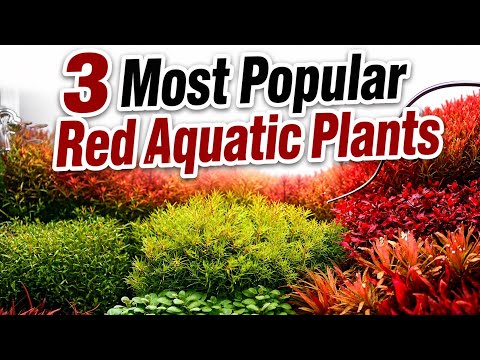 3 Most Popular Red Aquatic Plants