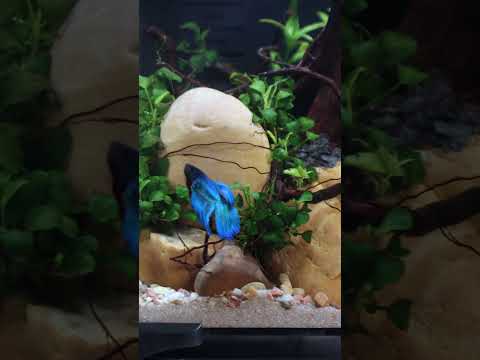 Everything Your Betta Needs in One Aquarium ✅ #shorts