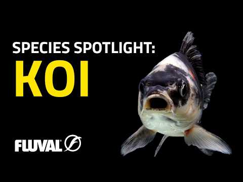 SPECIES SPOTLIGHT | Koi