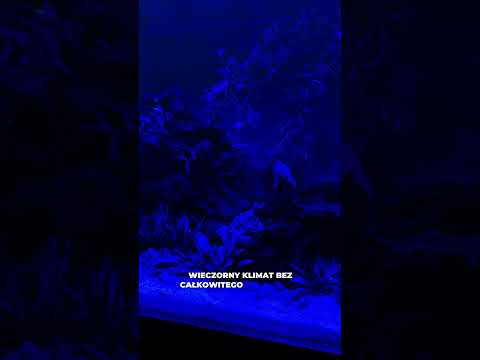 LEDDY SLIM BT | TRYB NOCNY
