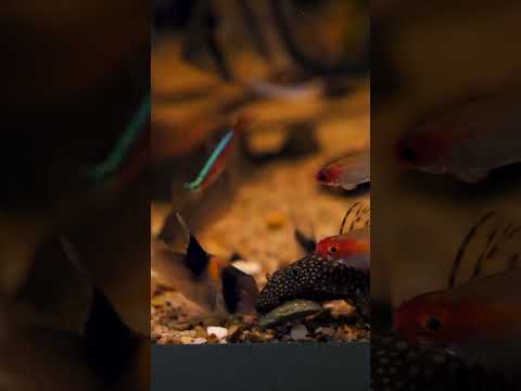 Ancistrus Rasping Away at Bug Bites Algae Crisps! #shorts
