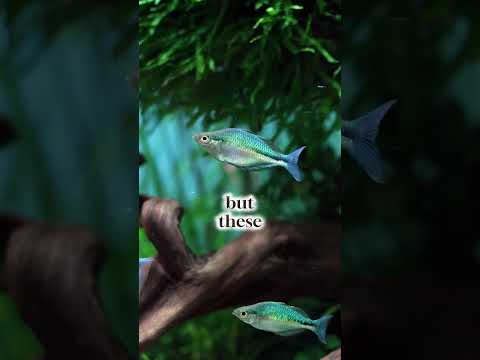 The Secret Behind a Healthy Aquarium #Shorts