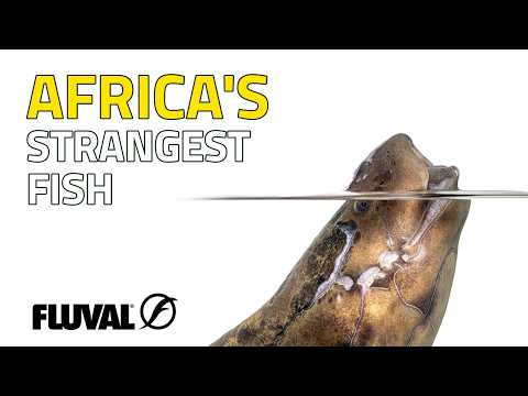 Incredible Oddball Fish You Can Keep in an Aquarium | Part 1