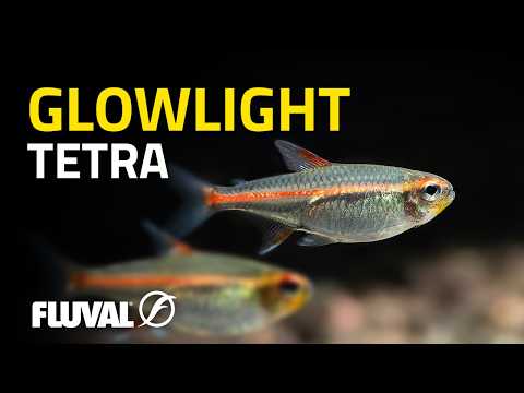 SPECIES SPOTLIGHT | Glowlight tetra