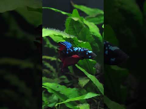 This Betta is INCREDIBLE! 😍 #shorts