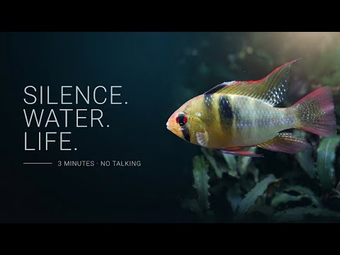 Aquarium Ambience Underwater Relaxation in a Planted Aquarium 4K