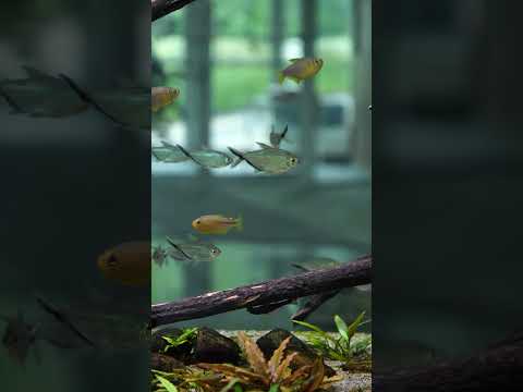 Ultra-Peaceful Lobby Aquarium! 😍 #shorts