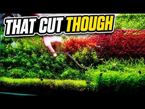 Trimming Monte Carlo Carpet Plant | Satisfying Aquascape Maintenance | EHEIM