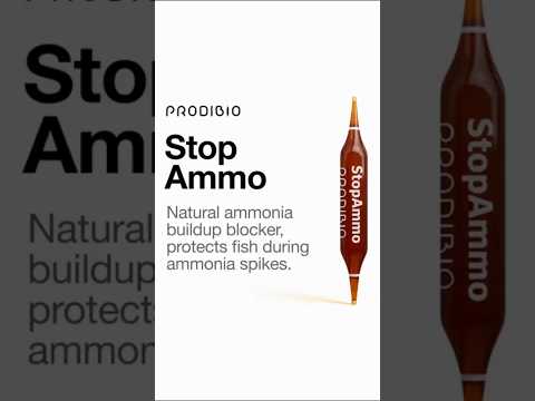 Meet the Stop Ammo