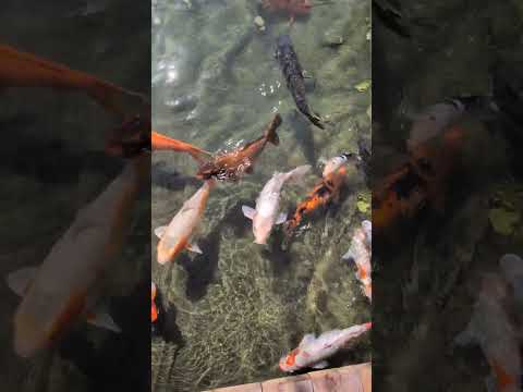 What’s the largest koi you’ve ever seen? 🎏 #shorts