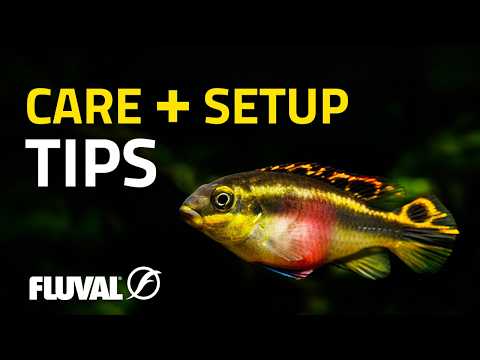 Exploring Dwarf Cichlid Diversity | Part 2: West Africa