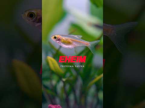 EHEIM Proxima Fauna: Setup Moments You’ll Want to See