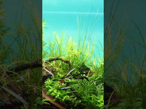 What’s the Best LED for Planted Aquariums? #shorts