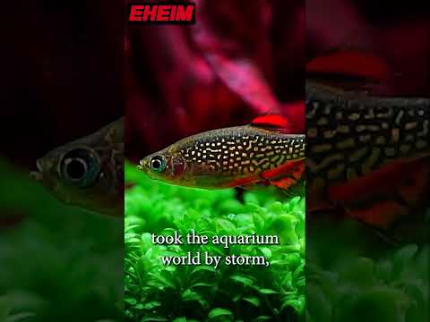The Fish That Almost Went Extinct the Same Year It Was Found