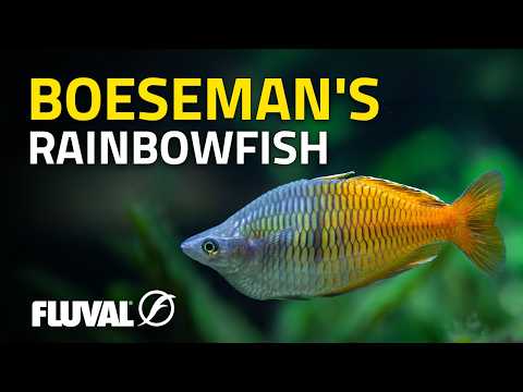 SPECIES SPOTLIGHT | Boeseman’s rainbowfish
