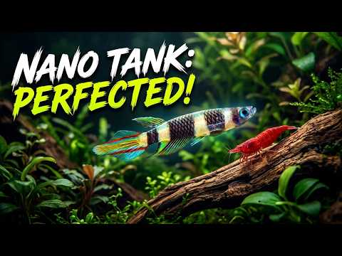 Life in a Nano Tank
