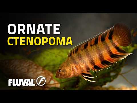 SPECIES SPOTLIGHT | Ornate Ctenopoma