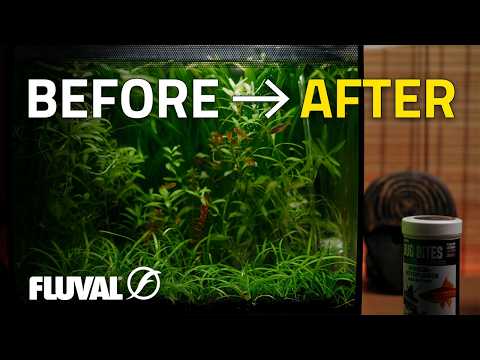Watch This Fluval Flex 2.0 Transform Into a Stunning Aquascape!
