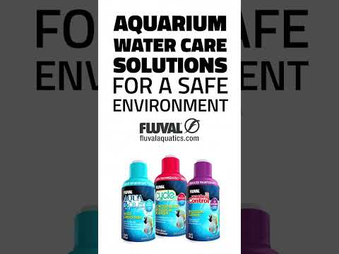 Keep Your Fish Safe With Fluval Water Care! 🐠 #shorts
