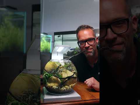 Fluval Liv: Can a Tiny Tank Still Look Good? 🤔 #shorts
