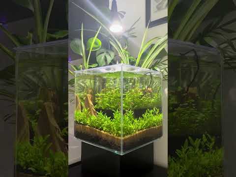 AQUAPONICS, ELEVATED | Fluval Kühl #shorts